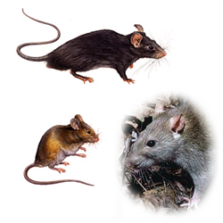 ratti comuni infestanti