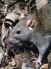 rattus norvegius